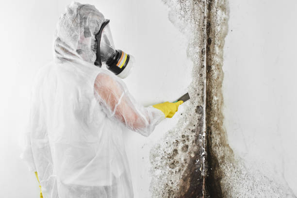 Best Crawl Space Mold Removal  in South Oroville, CA