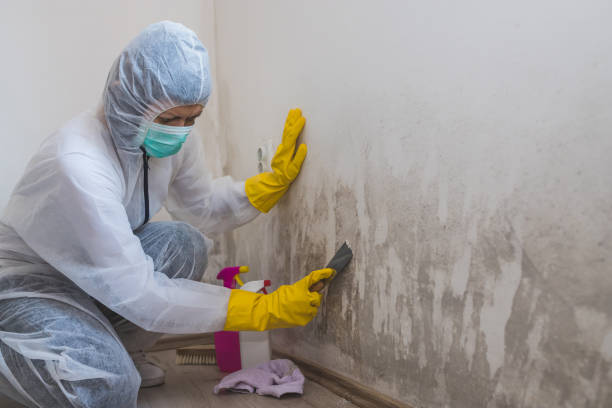 Best Mold Damage Repair  in South Oroville, CA