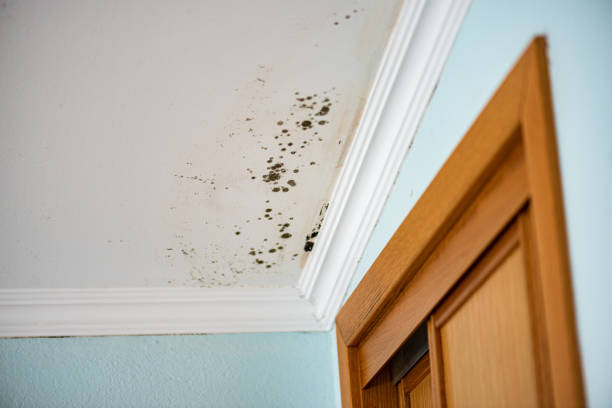 Best Residential Mold Removal  in South Oroville, CA