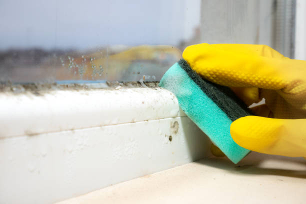 Best Commercial Mold Removal  in South Oroville, CA