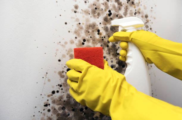 Best Residential Mold Removal  in South Oroville, CA