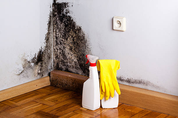Best Certified Mold Removal  in South Oroville, CA